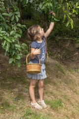 Girl picking 'Stanley' plums  summer  Alsace  France