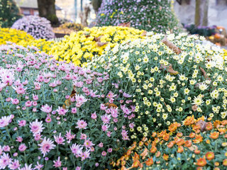 Chrysanthemum multicolored in pot  autumn  Germany