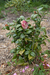 Camellia 'Winter Queen' in bloom in a garden  spring  Manche  France