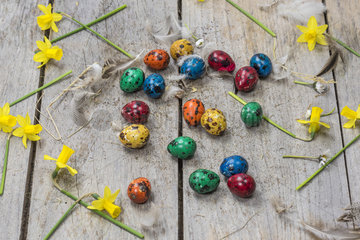 Colorful quail eggs for Easter and daffodils.