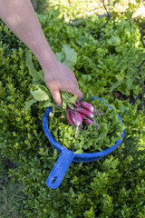 Harvest of Batavia lettuce salad and radish in an organic vegetable garden  summer  Pas de Calais  France