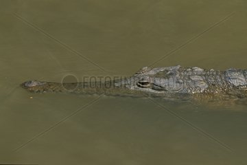 Portrait of an Australian Freshwater crocodile in water