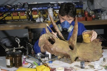 Completion of a sculpture of a triceratops skull