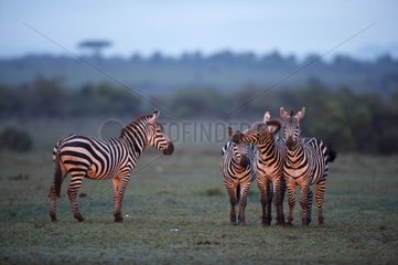 Grant's Zebras group Masai Mara National Reserve