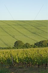 Vignoble et champ de céréale valonné au printemps Yonne