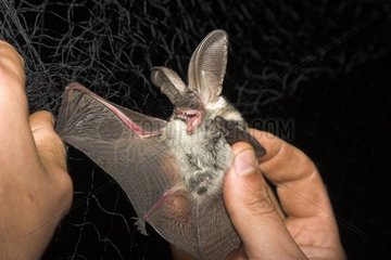 Graue Big-Ohr-Fledermaus  die von einem Netz für eine Studie Frankreich gefangen genommen wurde