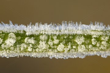 Crystals of frost on a blade of grass
