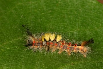 Caterpillar of the VapourerSieuras Ariege France