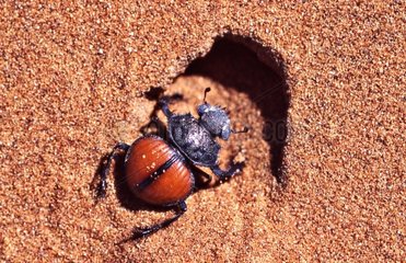 Scarab beetle in the sand of the Namib Desert Namibia