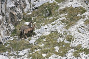 Female Chamois and youngster climbing mountain Switzerland