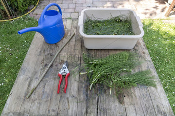 Horsetail manure step by step making in a garden