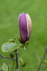 Magnolia liliflora 'Nigra' in bloom  spring  Manche  France