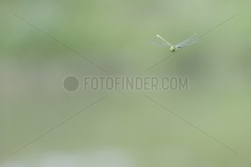 Emperor Dragonfly in flight at spring France