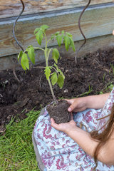 Girl planting a tomato 'Black Crimea'  spring  Pas de Calais  France