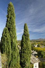 Mediterranean cypress (Cupressus sempervirens) at Grignan  Drome  France