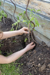 Girl planting a tomato 'Black Crimea'  spring  Pas de Calais  France