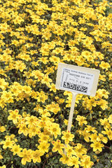 Apache beggartick 'Beedance' yellow in a greenhouse  Printemps  Pas de Calais  France