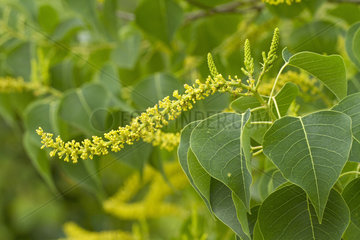 Chinese tallowtree (Triadica sebifera). Syn.: Sapium sebiferum
