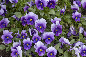 Horned Pansy (Viola cornuta) violet flowers in a garden  Spring  Pas de Calais  France