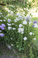 Phlox paniculata in bloom in a garden  summer  Moselle  France