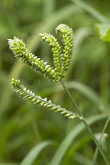 Finger millet (Eleusine coracana)