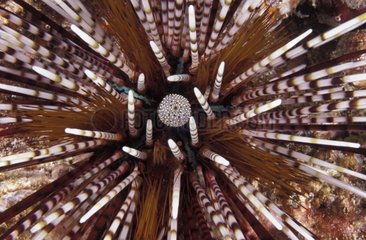 Spines of a Sea Urchin in the Indian Ocean Thailand