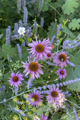 Sage and Echinacea in bloom  summer  Moselle  France