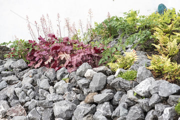 Coralbell (Heuchera sp) in a massif surrounded by stones  summer  Pas de Calais  France
