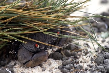 A crab is hiding in a tuft of grass on Ilot Huon