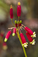 Firecracker flower (Dichelostemma ida-maia)