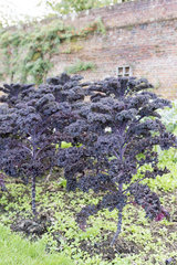 Kale purple cabbage  autumn  Somme  France