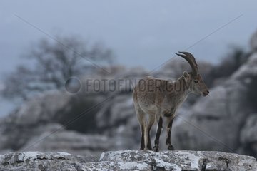 Spanish Ibex in a karst landscape Spain
