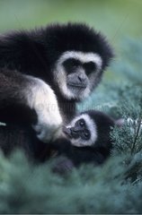 Gibbon lar femelle faisant téter son petit