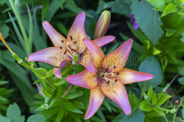 Lilies in bloom in a garden  summer  Moselle  France