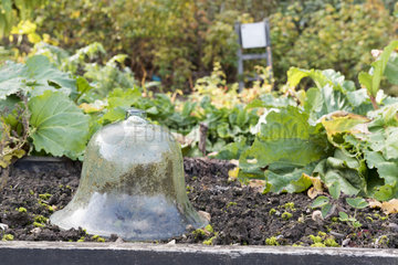 Glass bell in a kitchen garden square  autumn  Somme  France