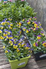 Flower container of Horned Pansy (Viola cornuta)  spring  Pas de Calais  France
