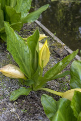 Lysichiton of Kamchatka in bloom in a garden  spring  Somme  France