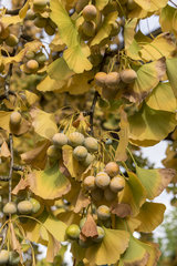 Ginkgo Biloba in fruit in a garden  autumn  France