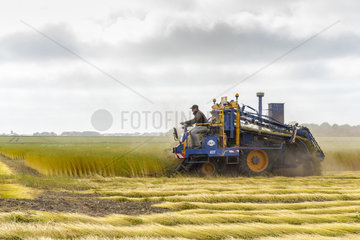 Flax harvesting by uprooting  summer  Sangatte  France
