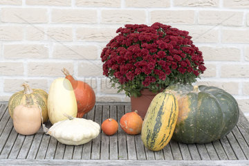 Harvest of various squash in an organic kitchen garden and chrysanthemum  autumn  Pas de Calais  France