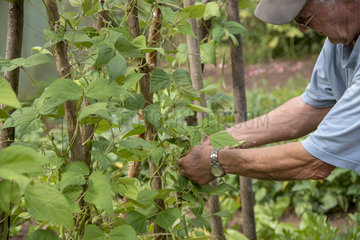 Man picking French beans 'Allegria'