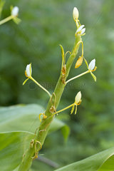 Java Ginger plant (Hedychium horsfieldii)