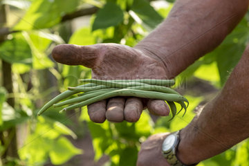 Picking 'vesperal' rag beans in a kitchen garden  summer  Moselle  France