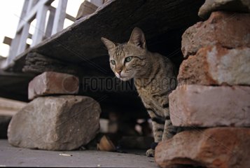 Cat sitting under a terrace India
