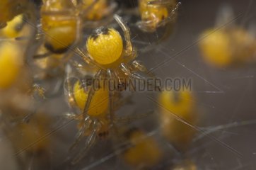 Young garden Spiders on a net after hatching Spain