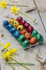 Colorful quail eggs for Easter and daffodils.