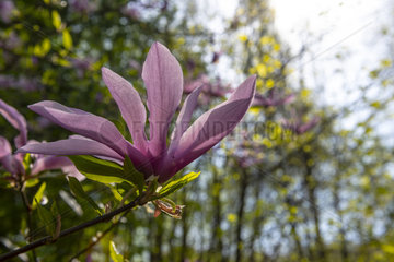 Magnolia liliflora 'Susan' flower  spring  Somme  France