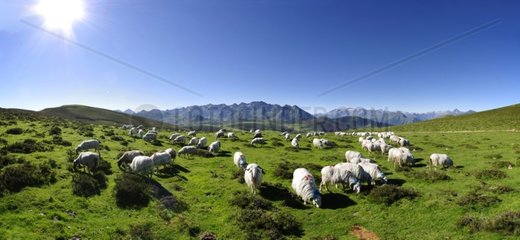 Flock of sheep Barèges-Gavarnie - Estives du Hautacam France