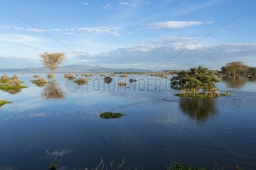 Landscape of Lake Naivasha in flood - Rift Valley Kenya