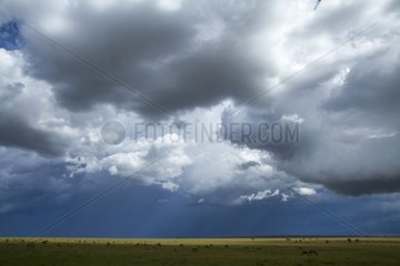 Wildebeest and Hartebeest in the storm - Masai Mara Kenya